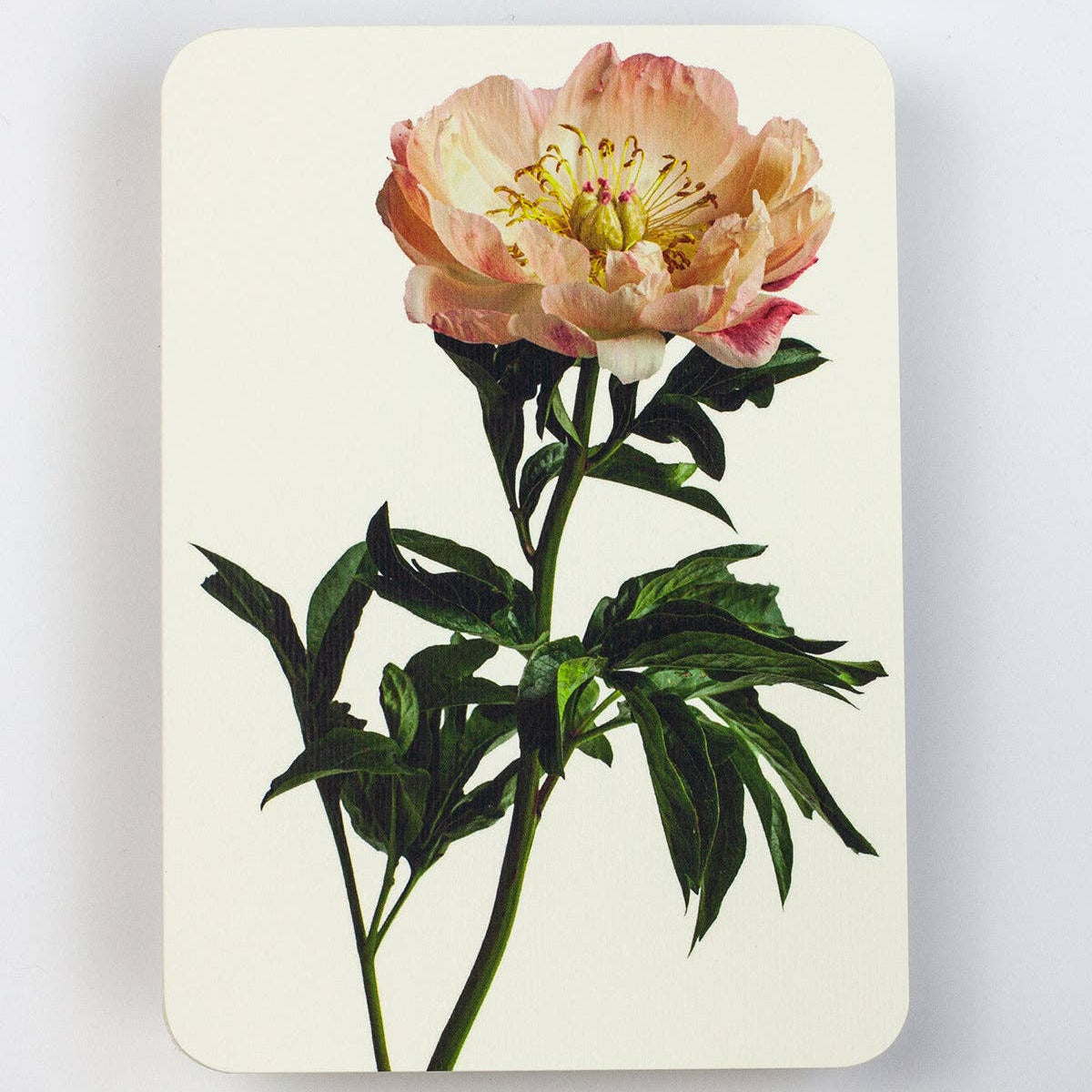 Peony Greeting Card