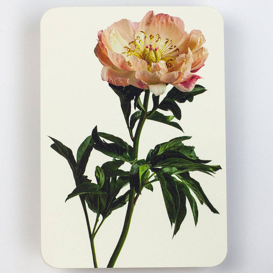 Peony Greeting Card
