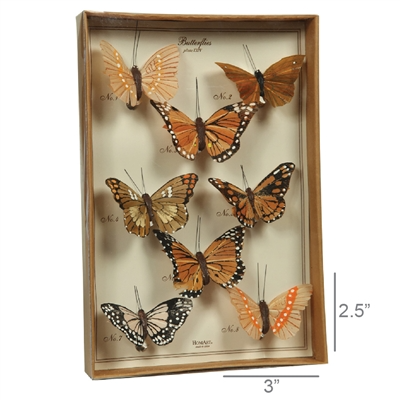 Faux Butterfly Specimen Box