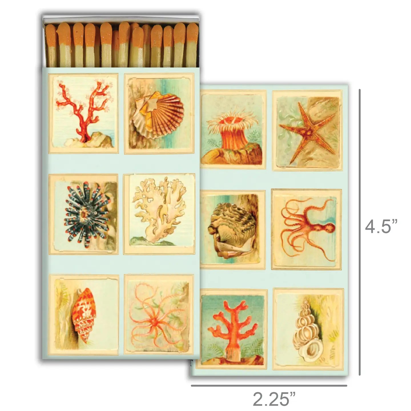 Match Box - Mollusks, Coral, Seastars