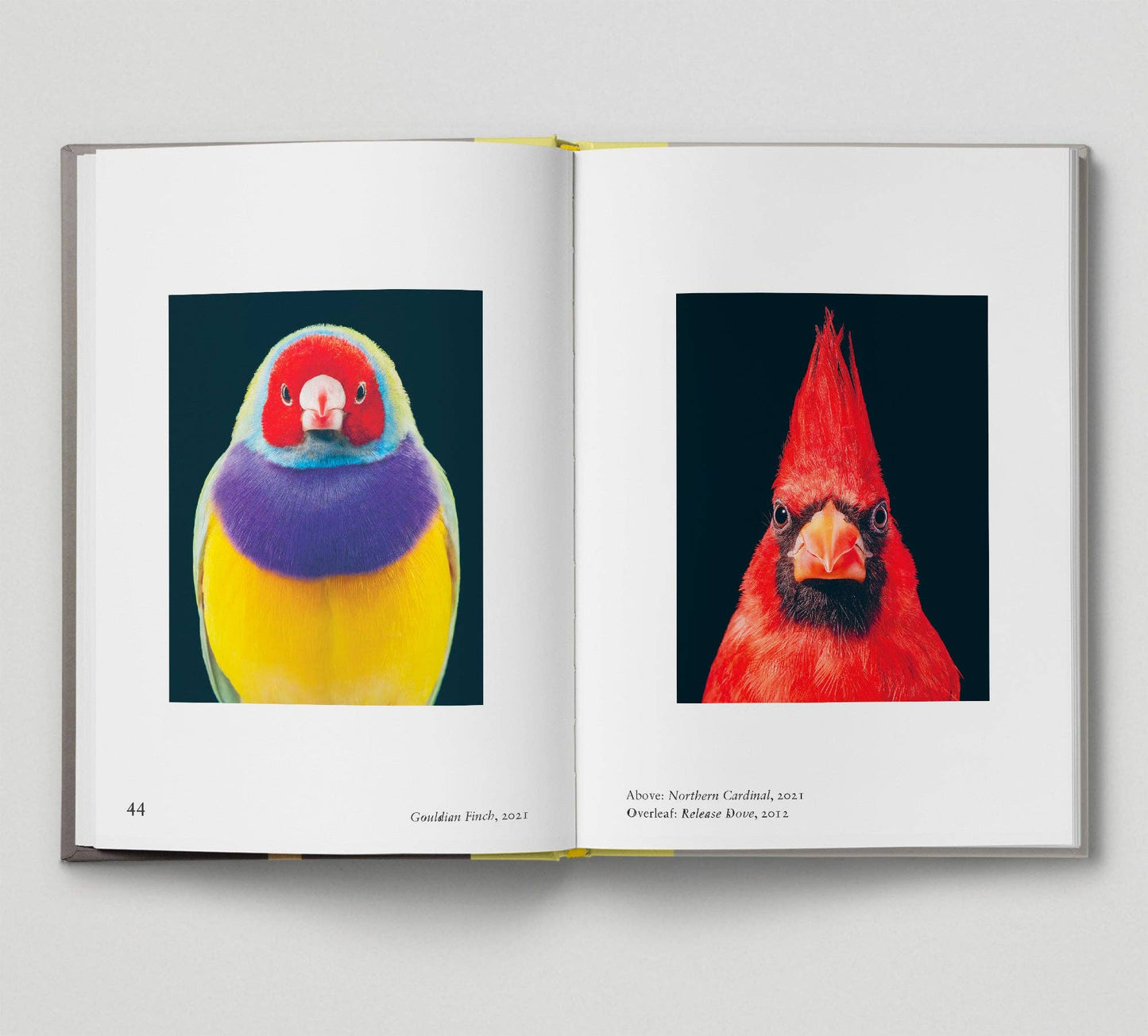 Bird - New photography of the Bird