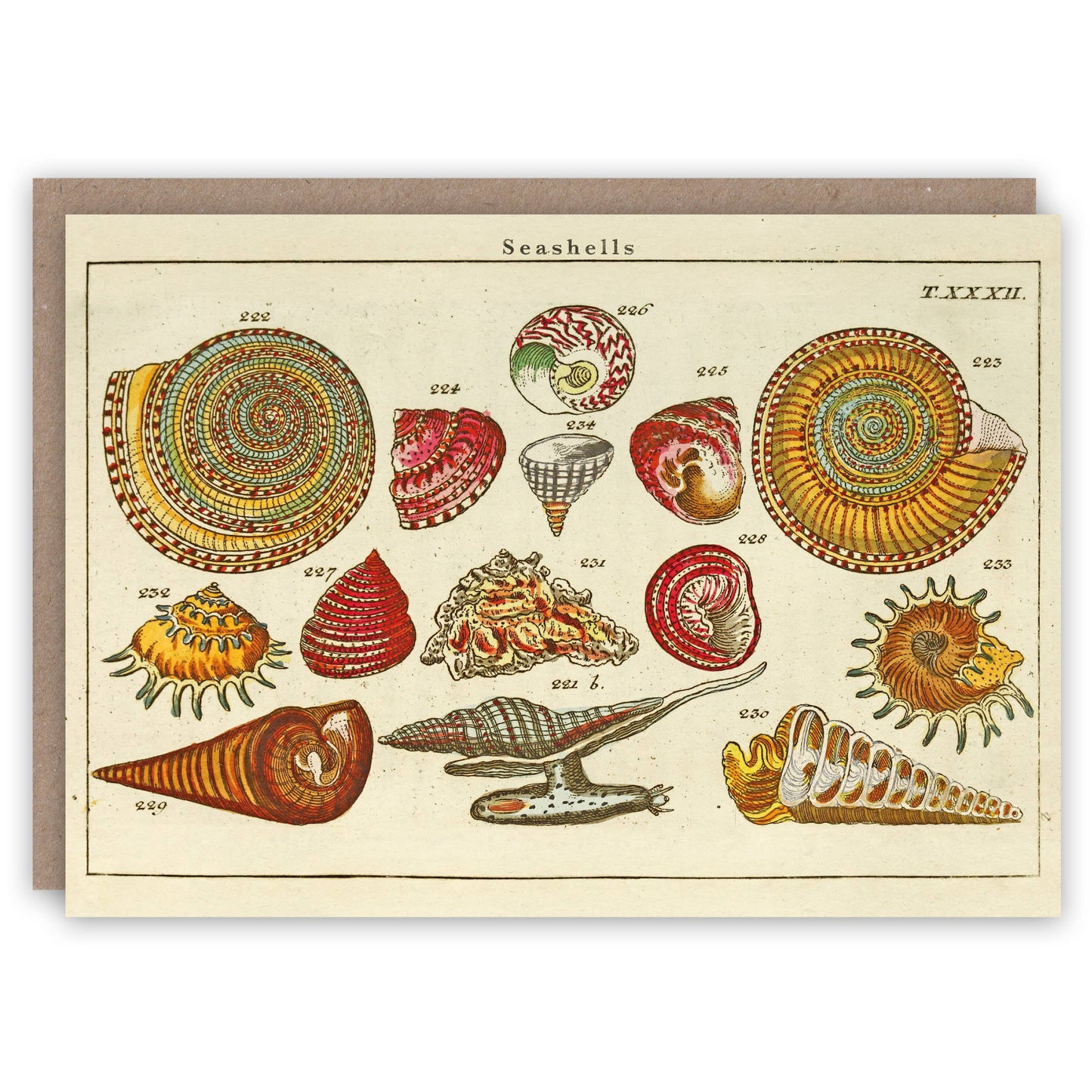 Seashells - Greeting Card