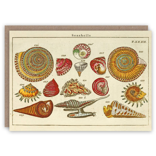 Seashells - Greeting Card