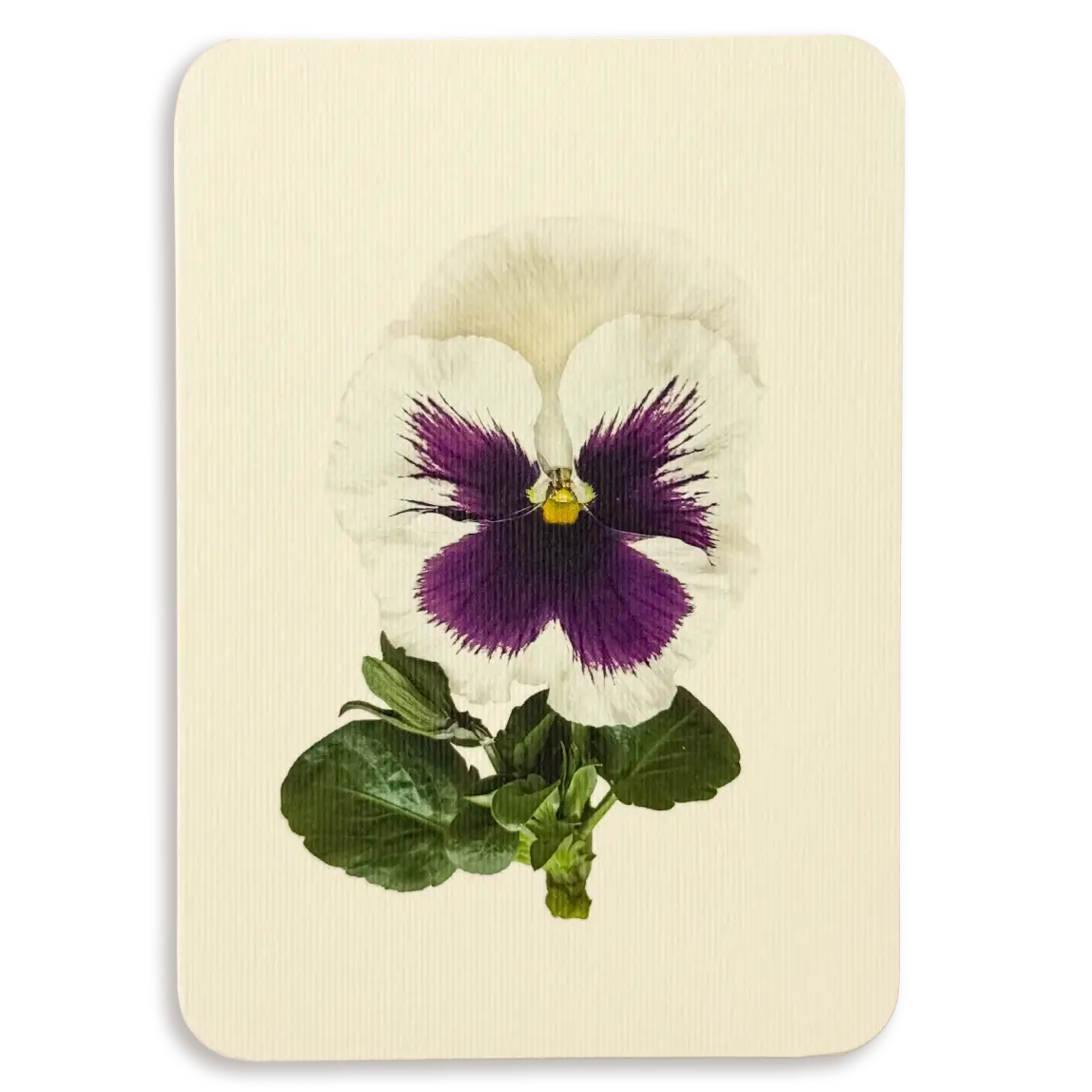 Pansy V Greeting Card