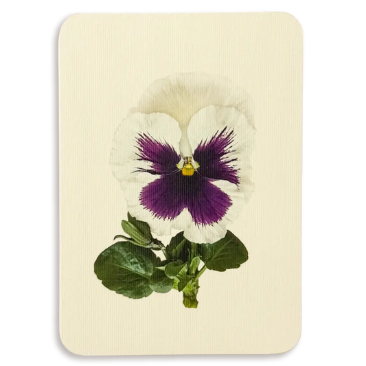 Pansy V Greeting Card
