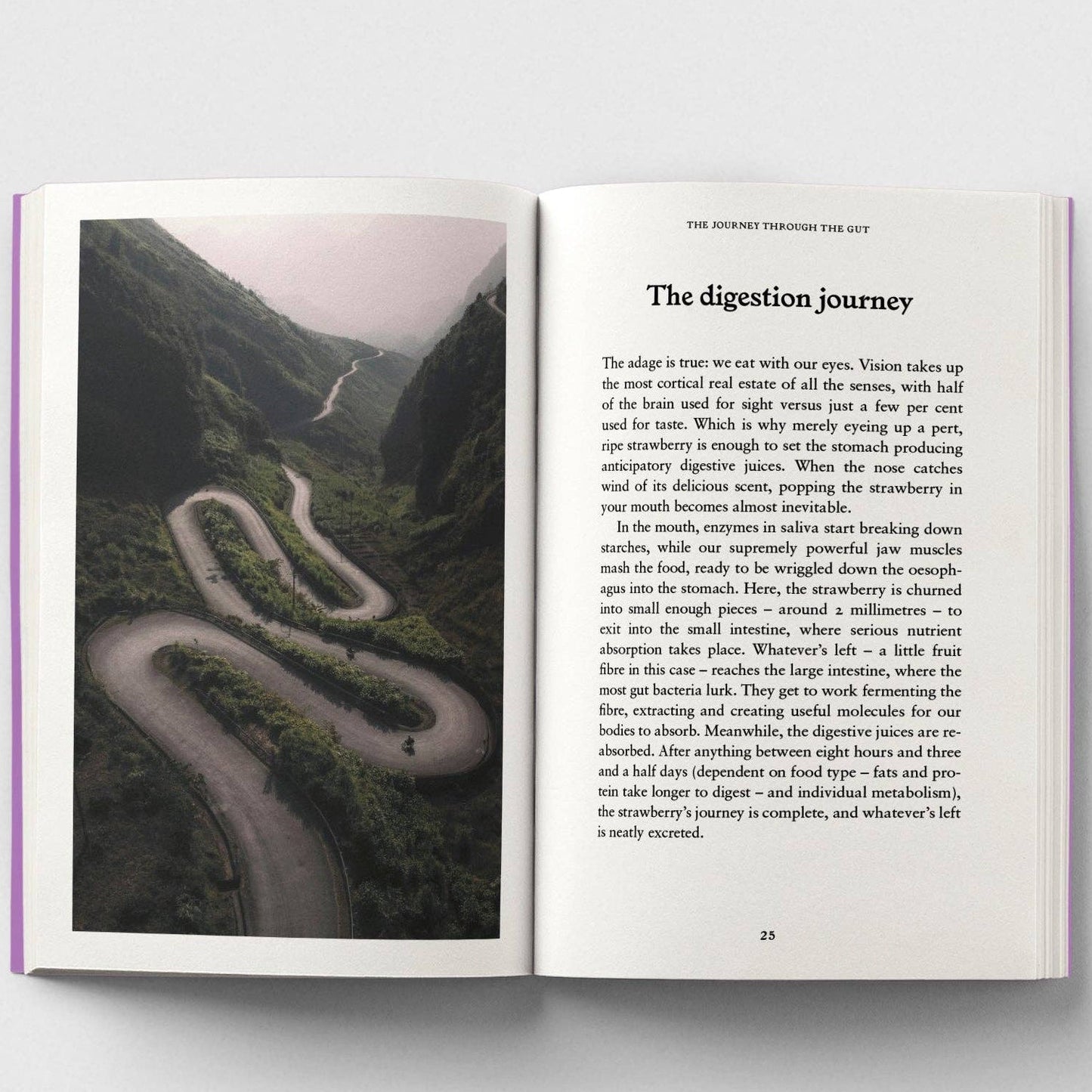 The Gut, A Pocket Primer