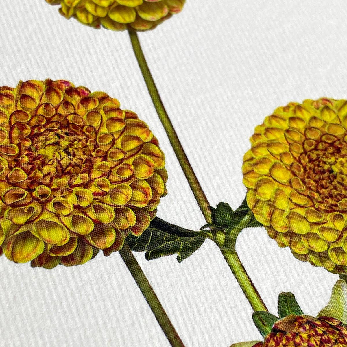 Dahlia Greeting Card