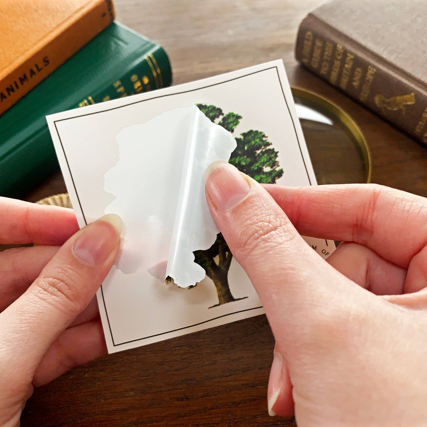 Walnut Tree Vintage Sticker
