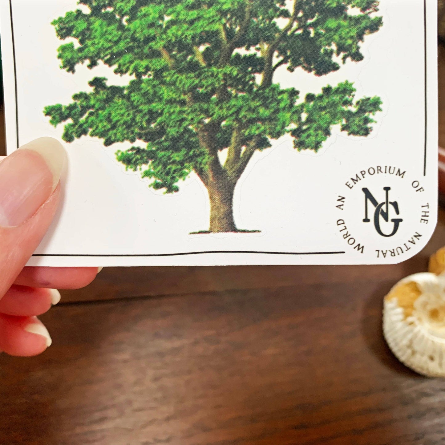 Walnut Tree Vintage Sticker