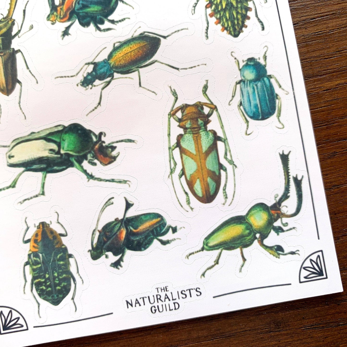 Vintage Beetles II Sticker Sheet