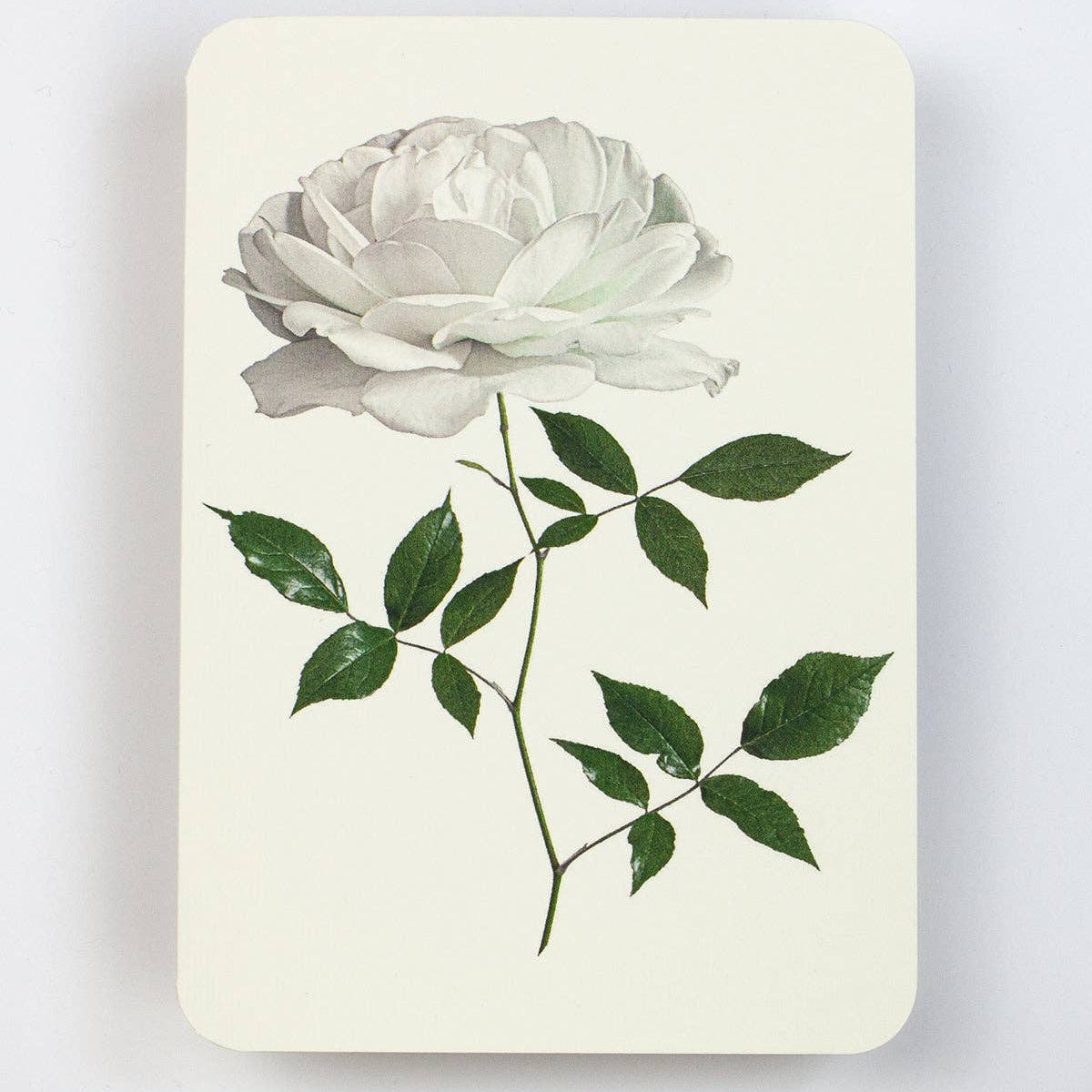 White Rose Greeting Card