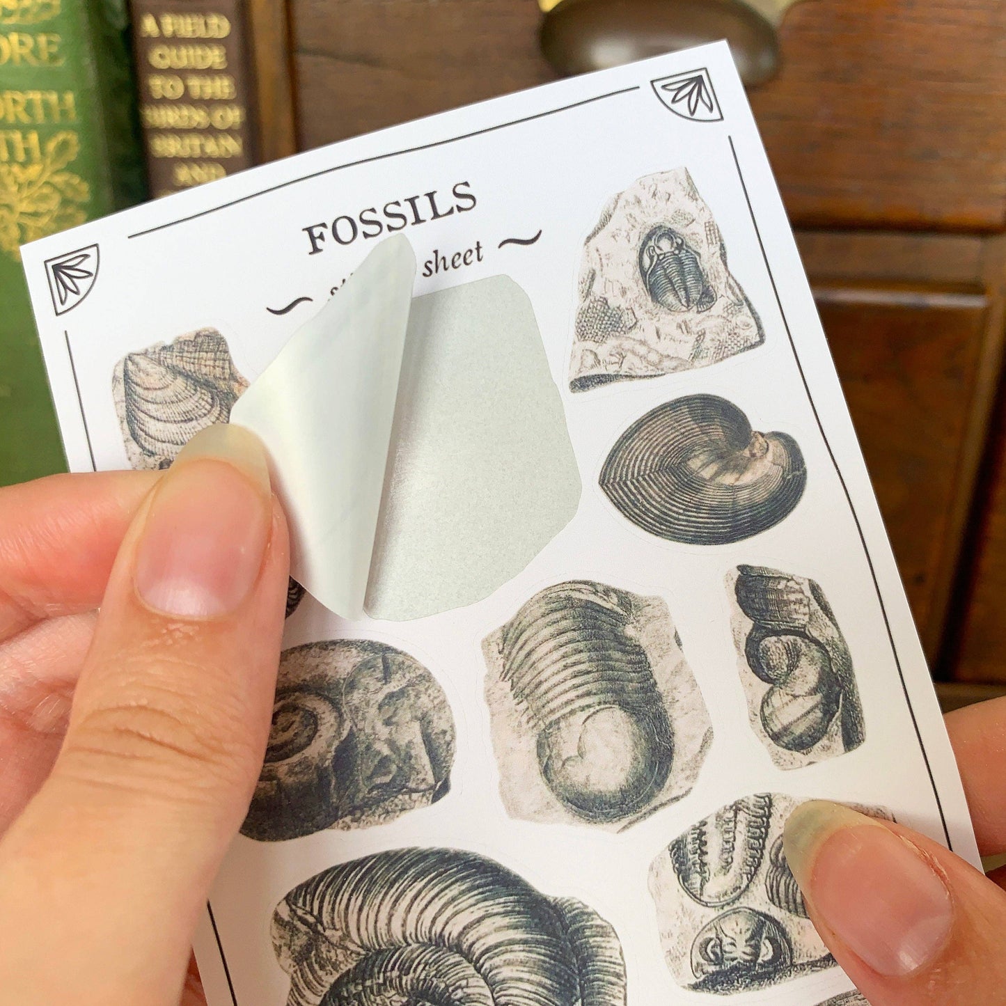 Fossils Sticker Sheet