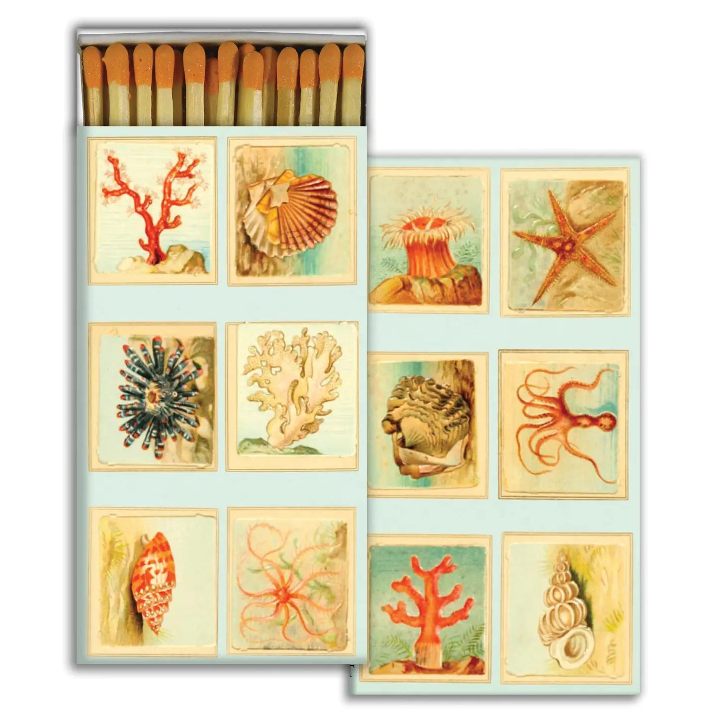 Match Box - Mollusks, Coral, Seastars