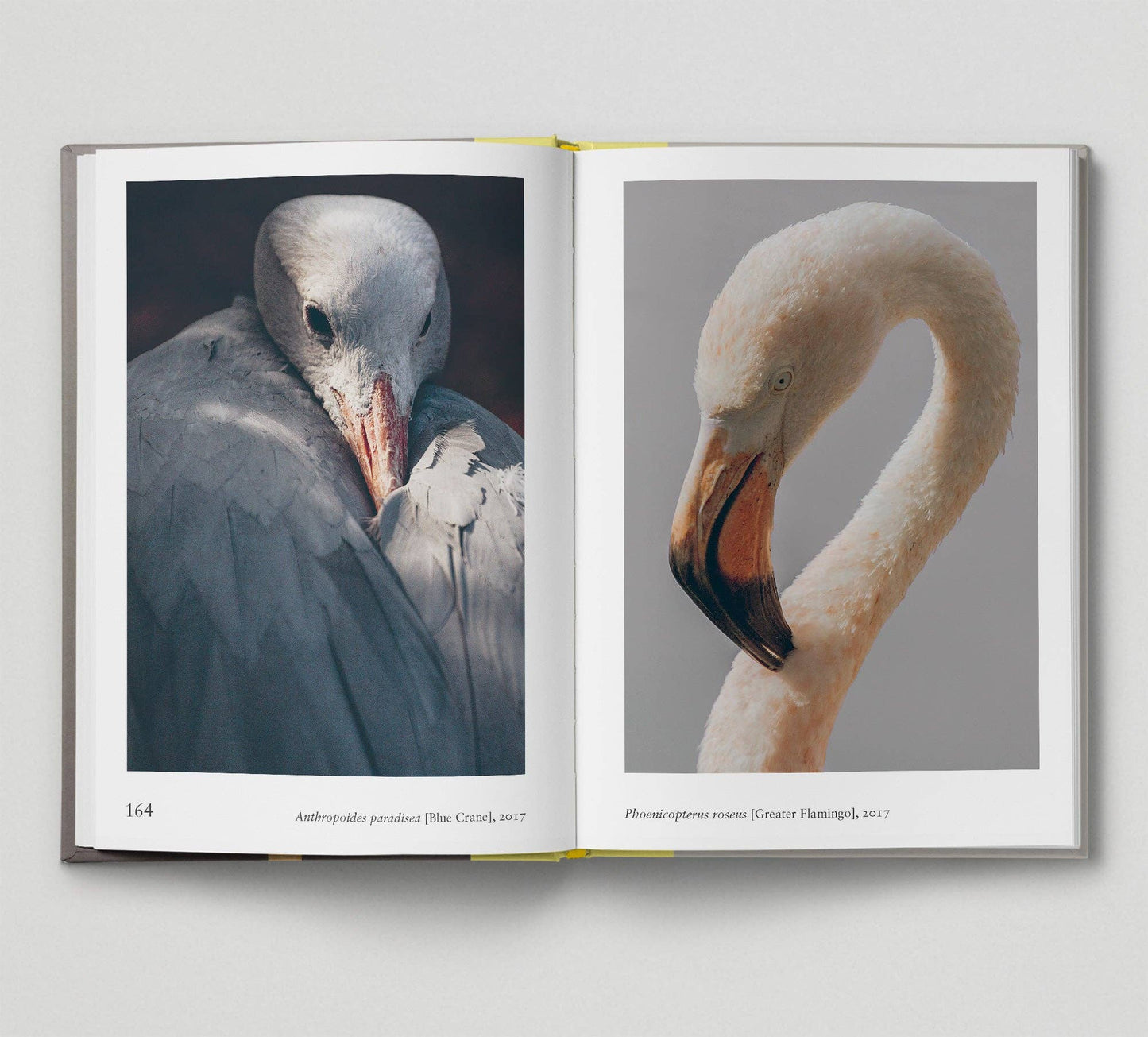 Bird - New photography of the Bird