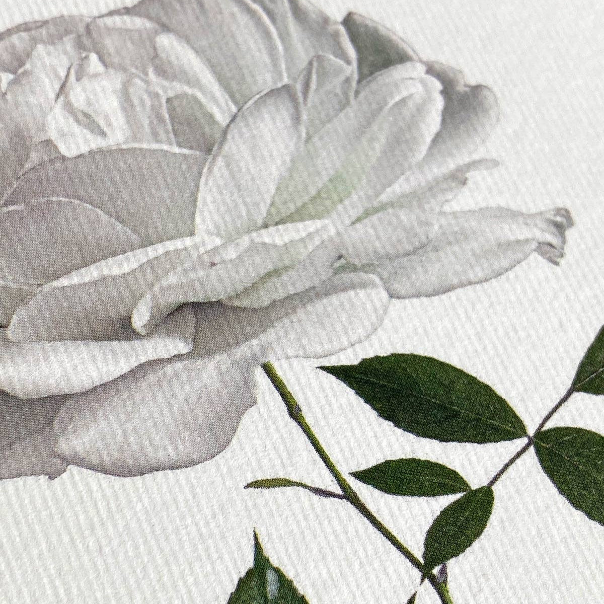 White Rose Greeting Card