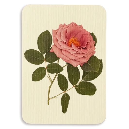 Mauve Rose Greeting Card