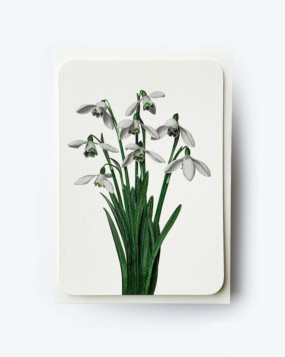 Snowdrops Greeting Card