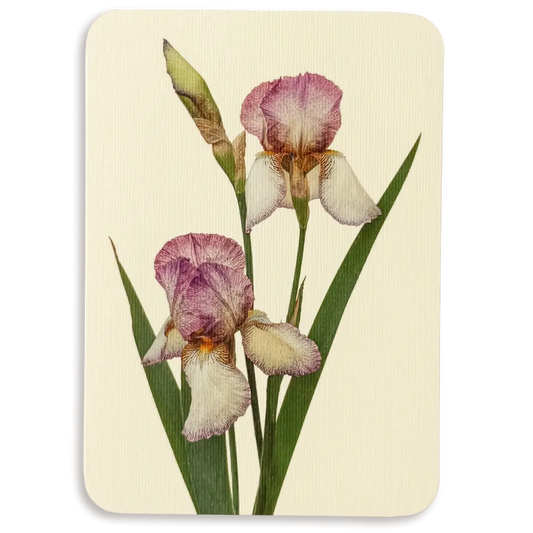 Iris Greeting Card