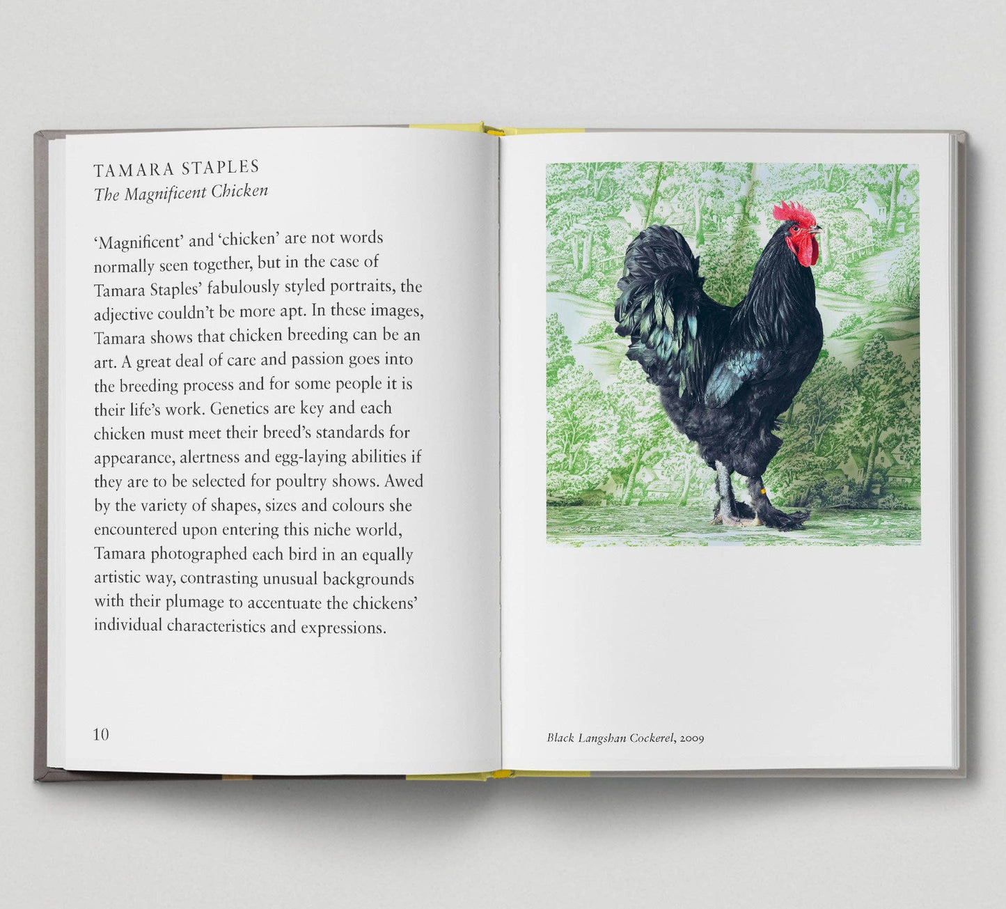 Bird - New photography of the Bird