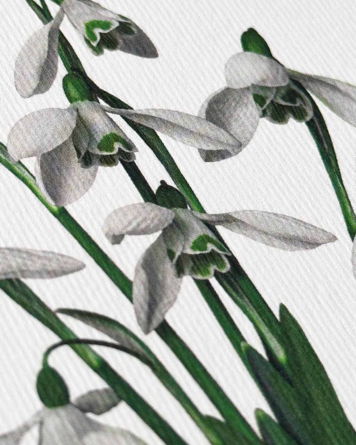 Snowdrops Greeting Card