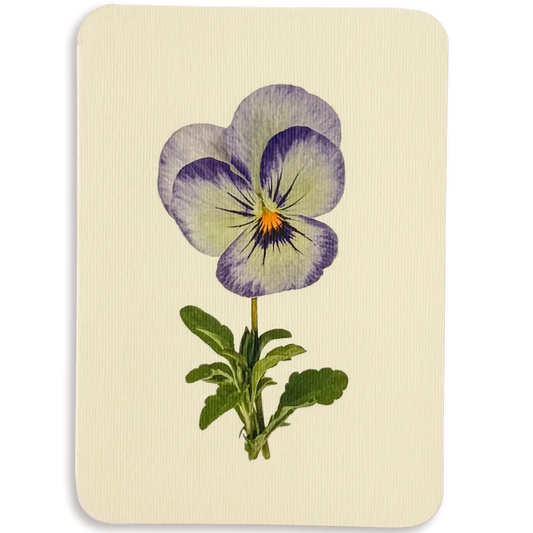 Pansy II Greeting Card
