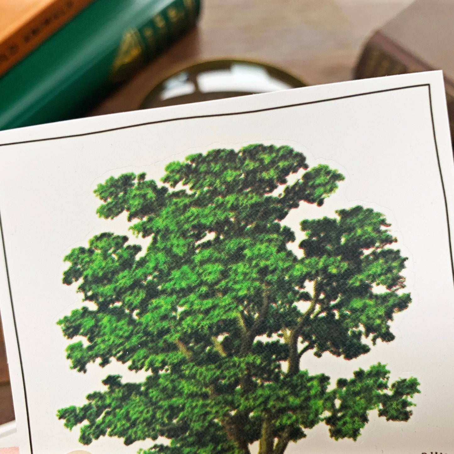 Walnut Tree Vintage Sticker
