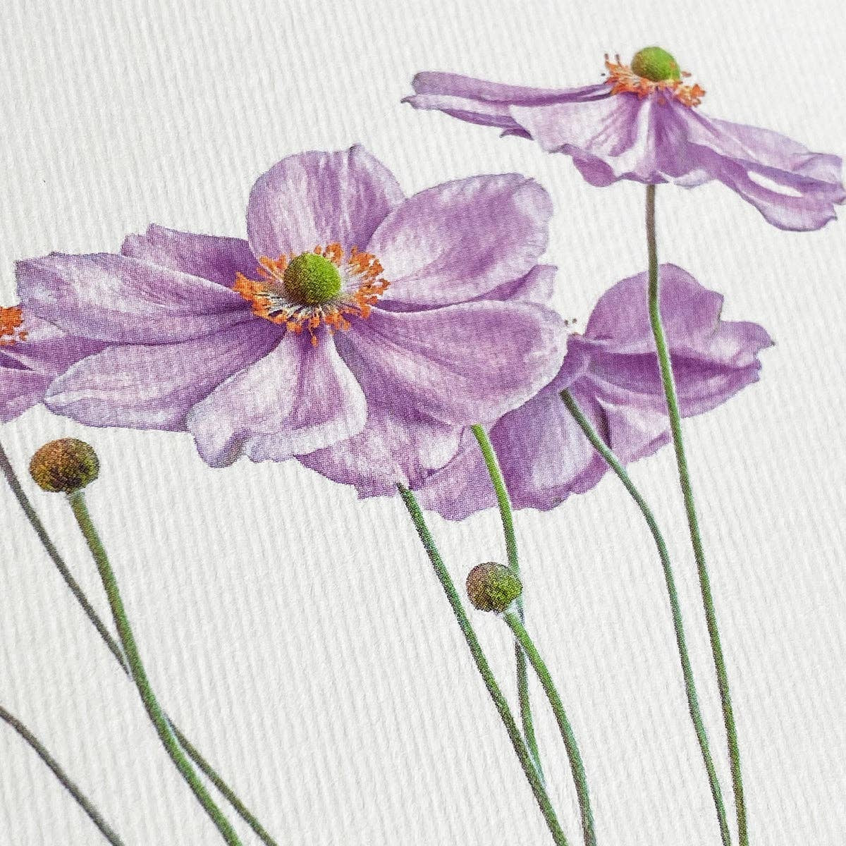 Anemone Greeting Card