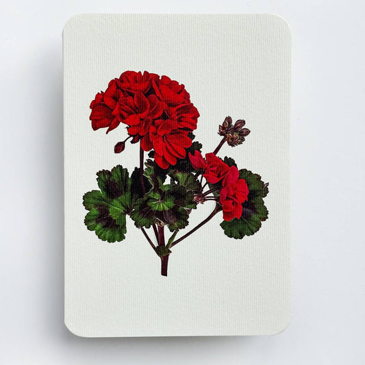 Geranium Greeting Card