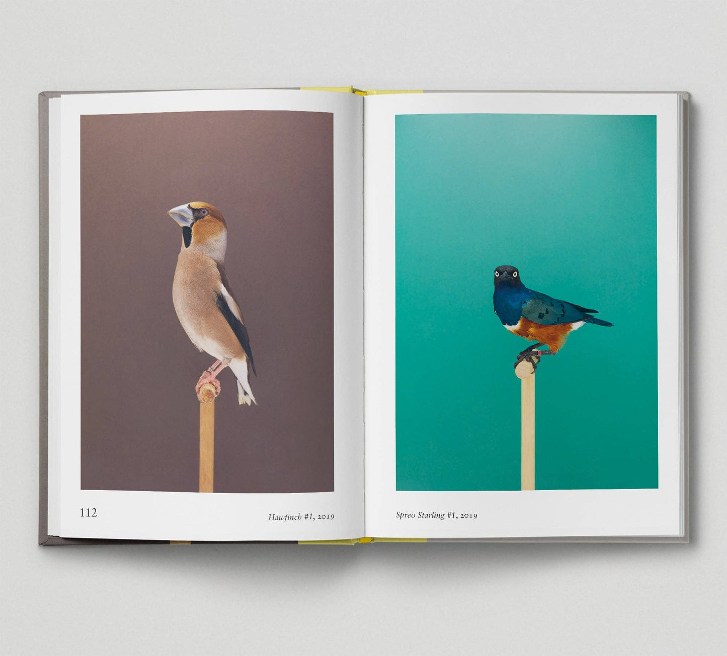 Bird - New photography of the Bird