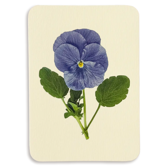 Pansy IV Greeting Card