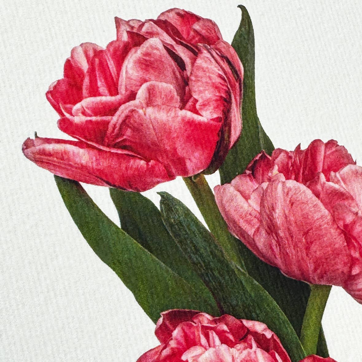 Pink Tulips Greeting Card