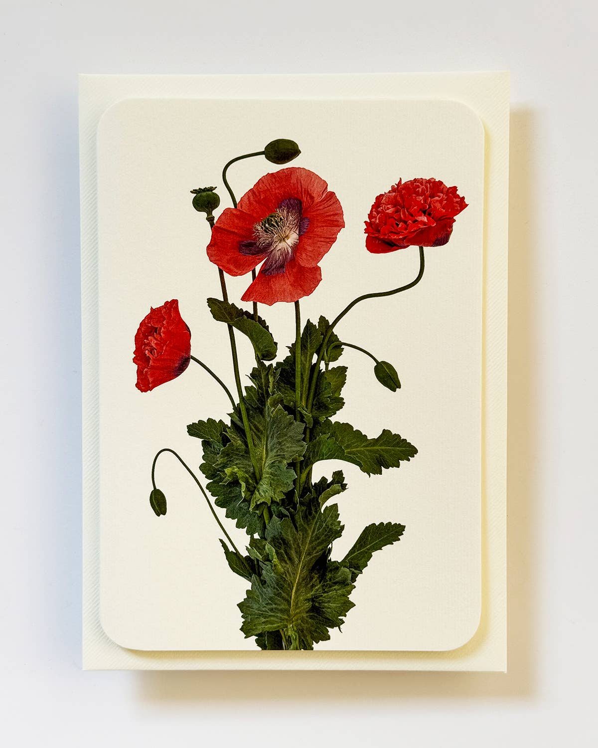 Wild Poppies Greeting Card