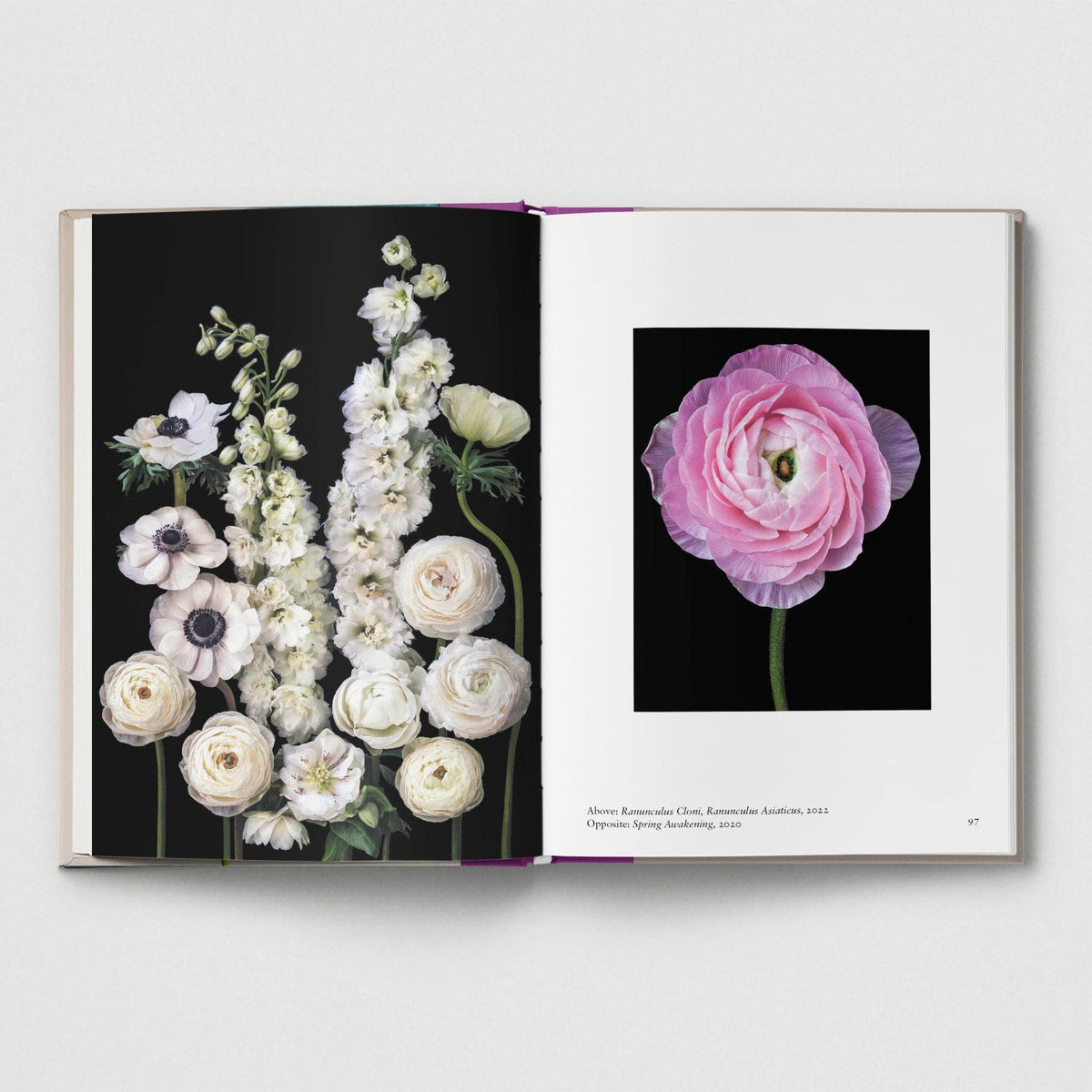 New photography of the Flower