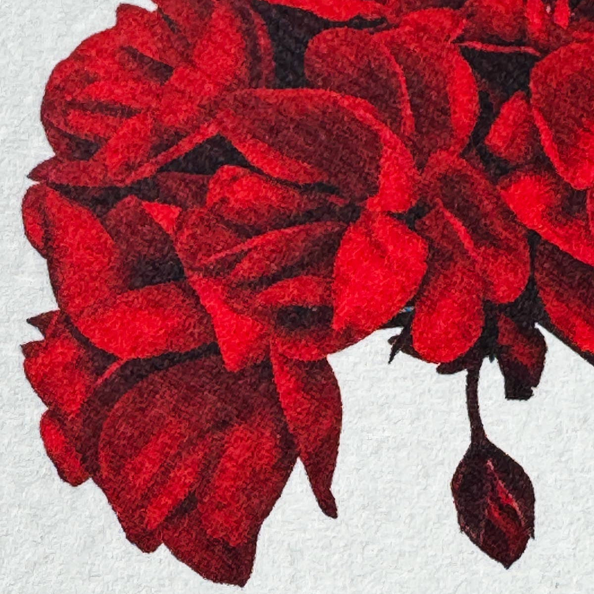 Geranium Greeting Card