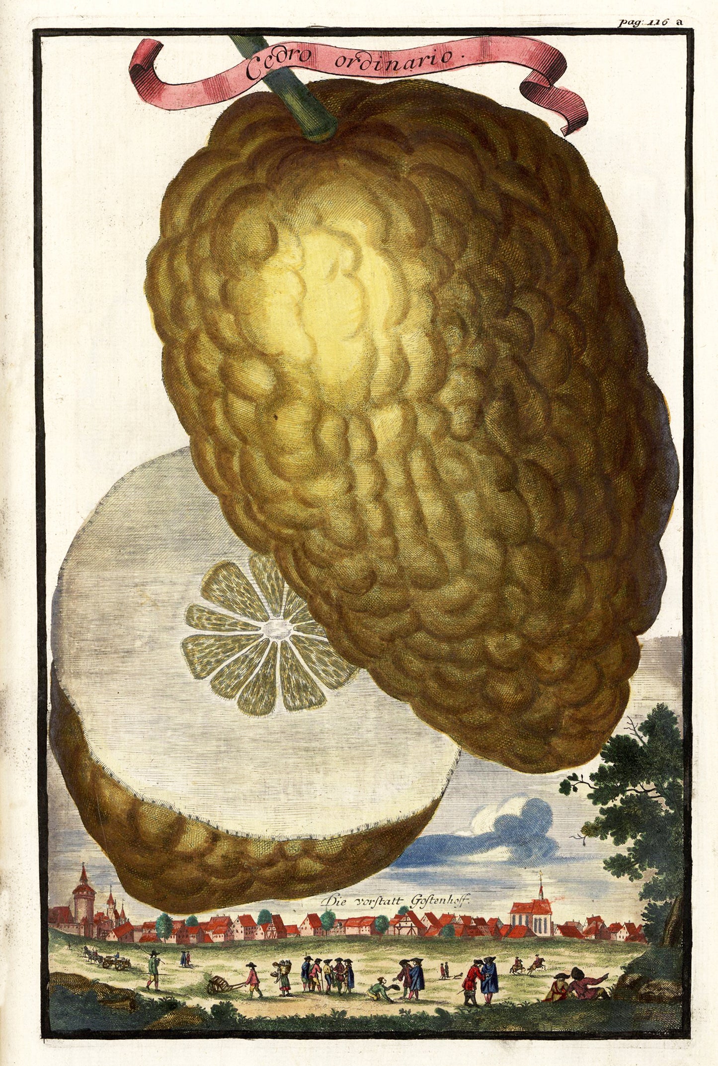 Cedro Ordinario Giclée Print