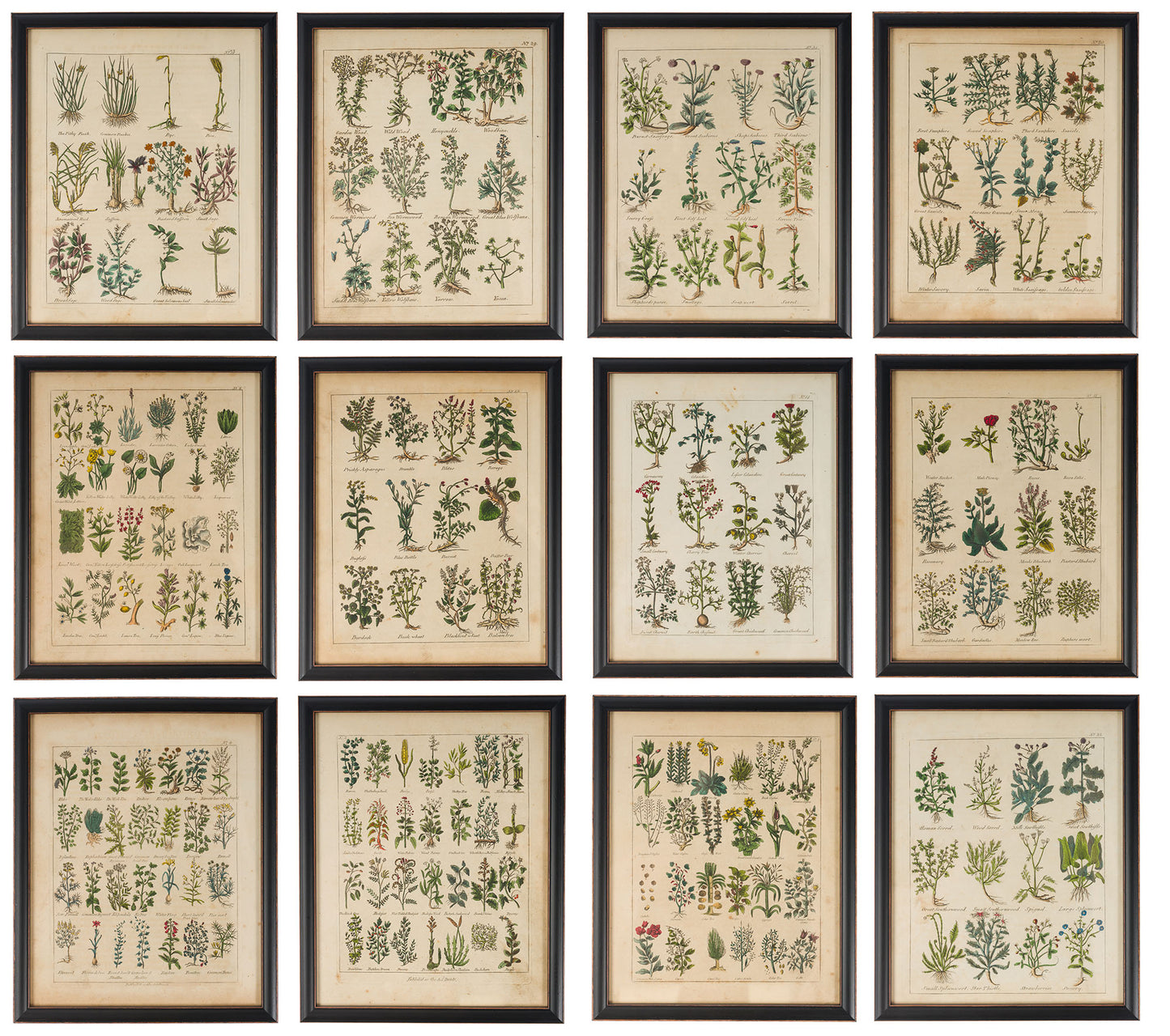 Culpeper, Nicholas C1810 Set of 12 Hand Col Botanical Prints