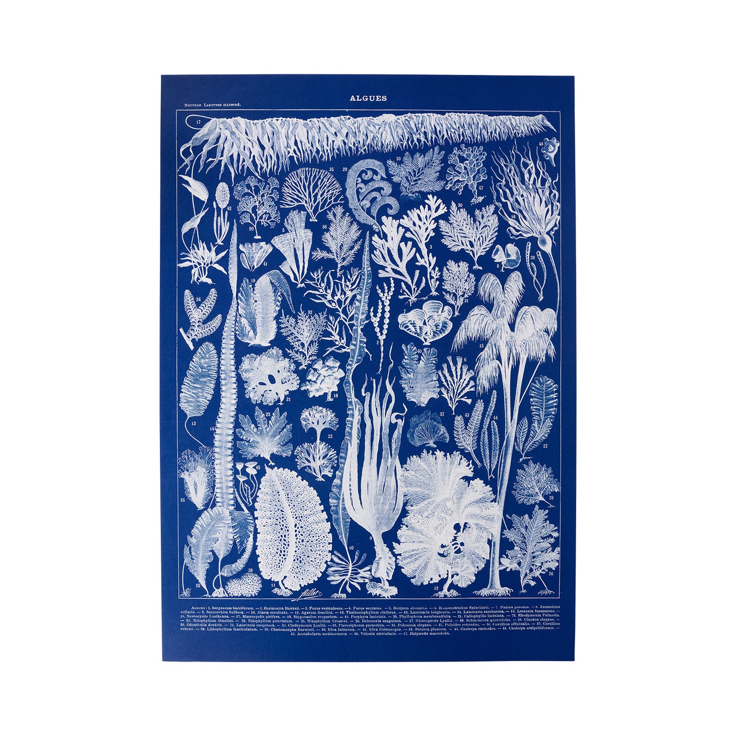 Algae A2 Cyanotype Print.