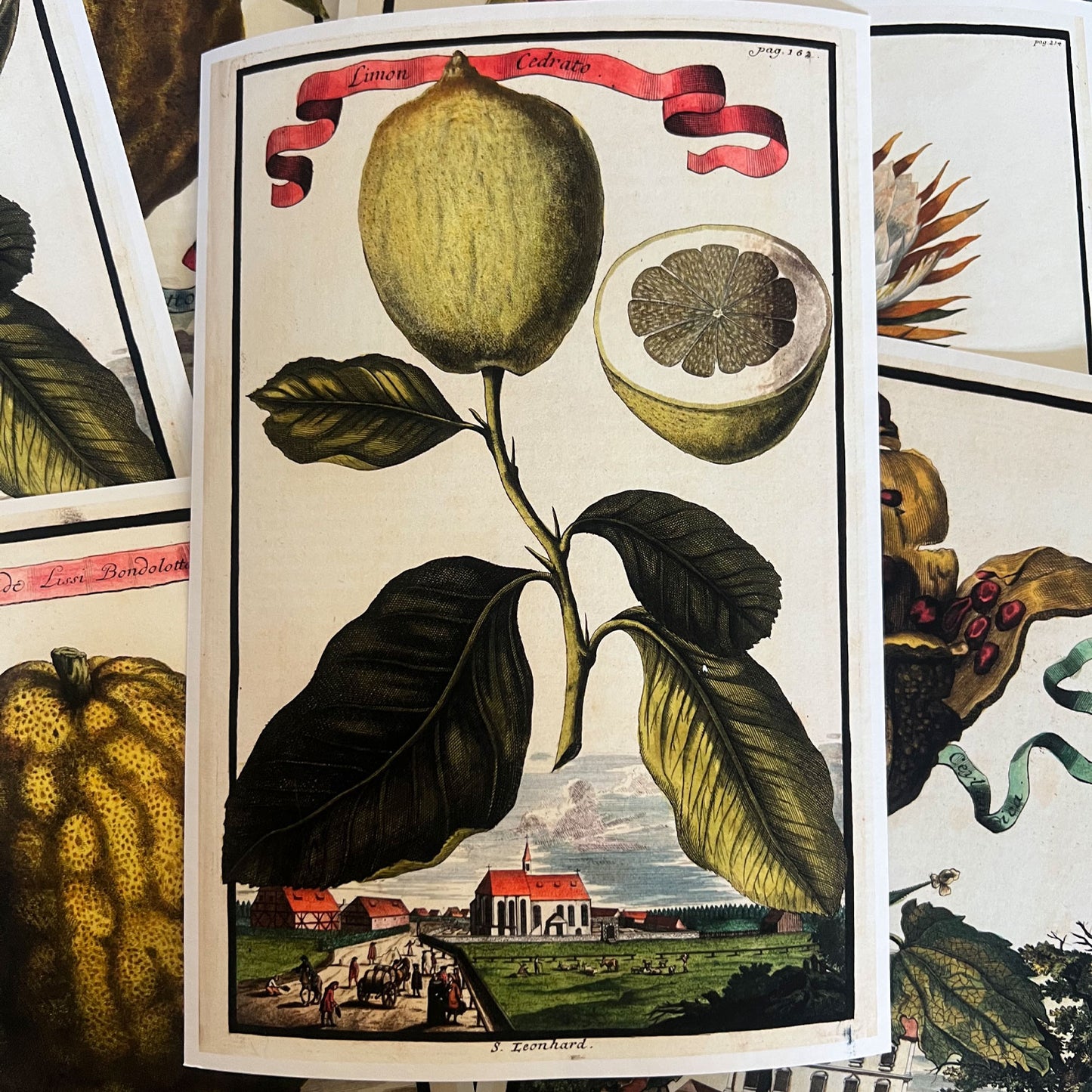 Limon Cedro Giclée Print