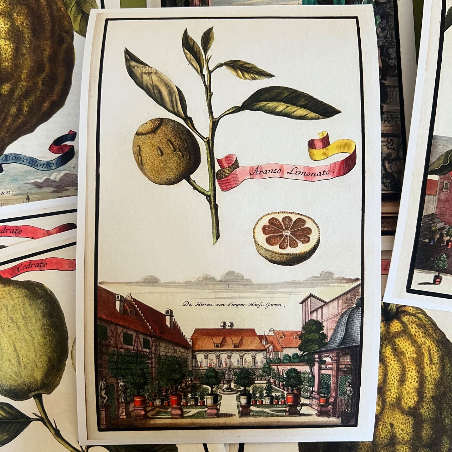 Aranzo Limonato Giclée Print