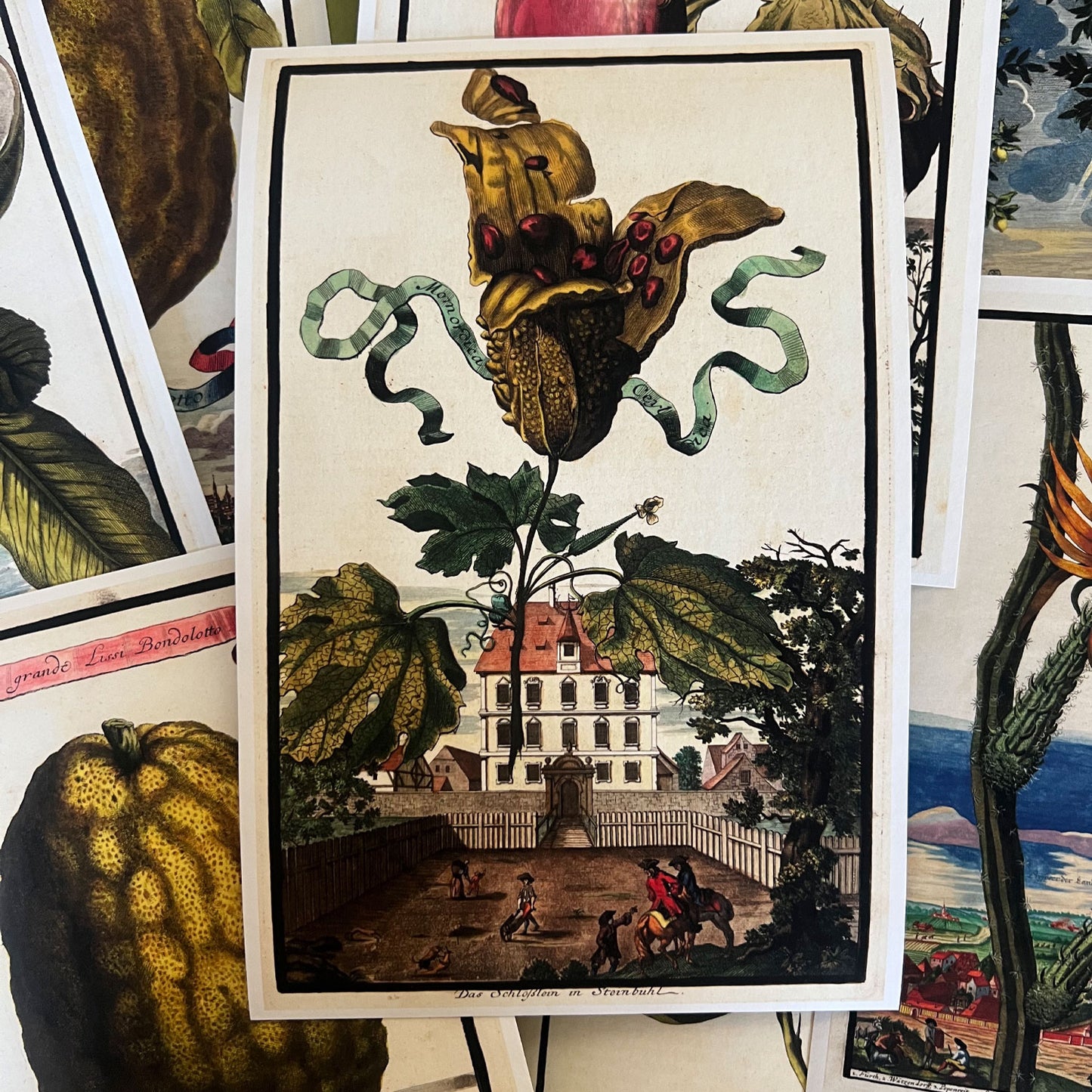 Momordica Giclée Print