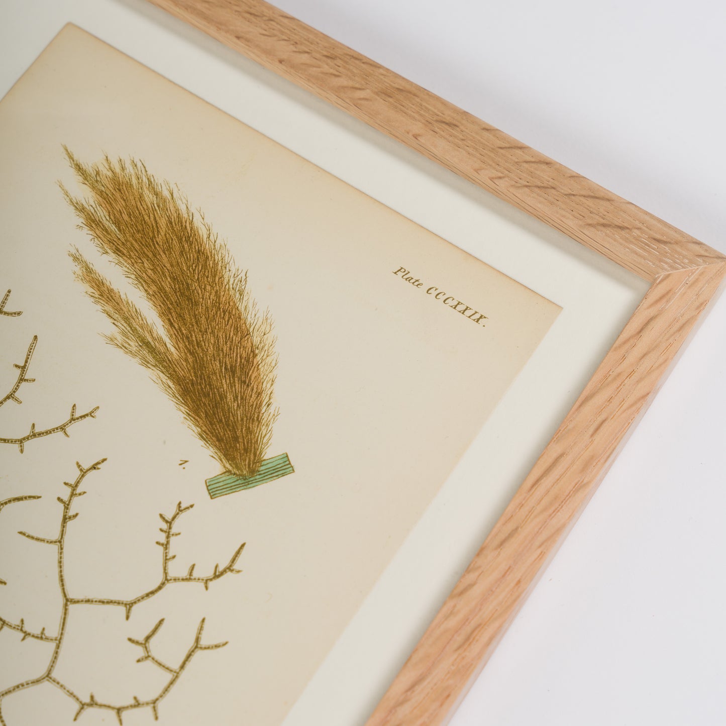 Harvey, William 1846. Hand Col Green/Olive Seaweed Prints