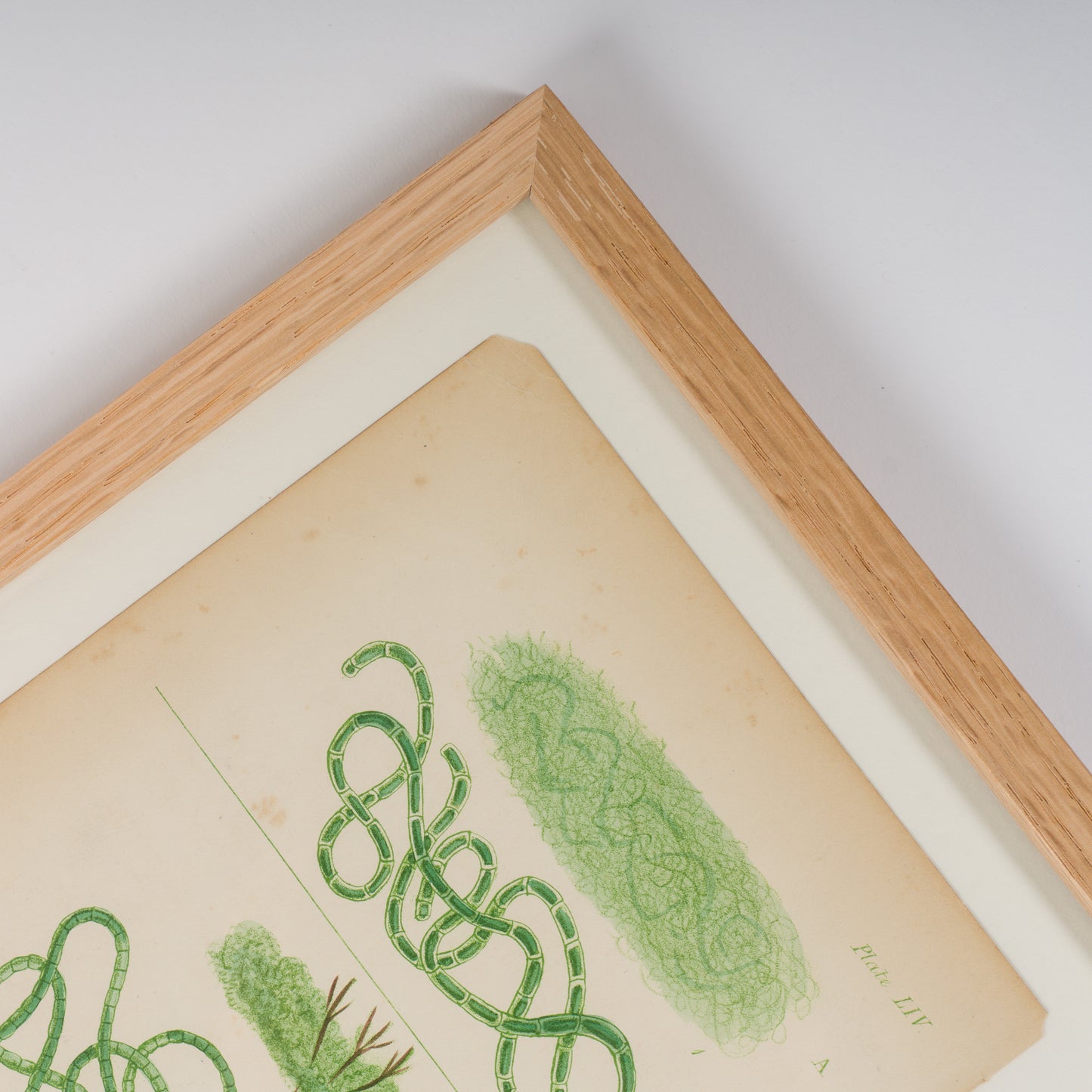 Harvey, William 1846. Hand Col Green/Olive Seaweed Prints