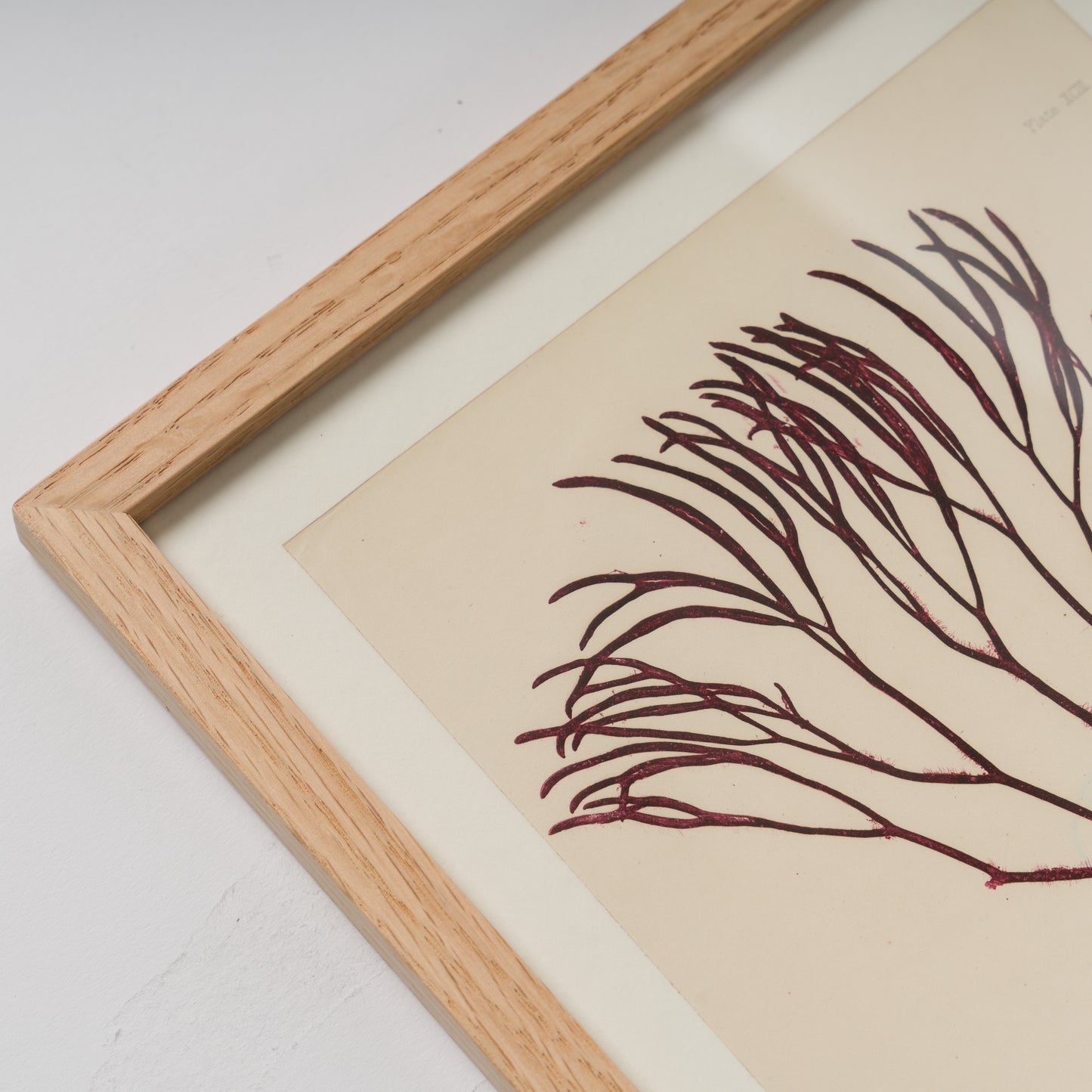 Bradbury, Henry 1859 Set of 4 Red Nature Printed Seaweed Prints