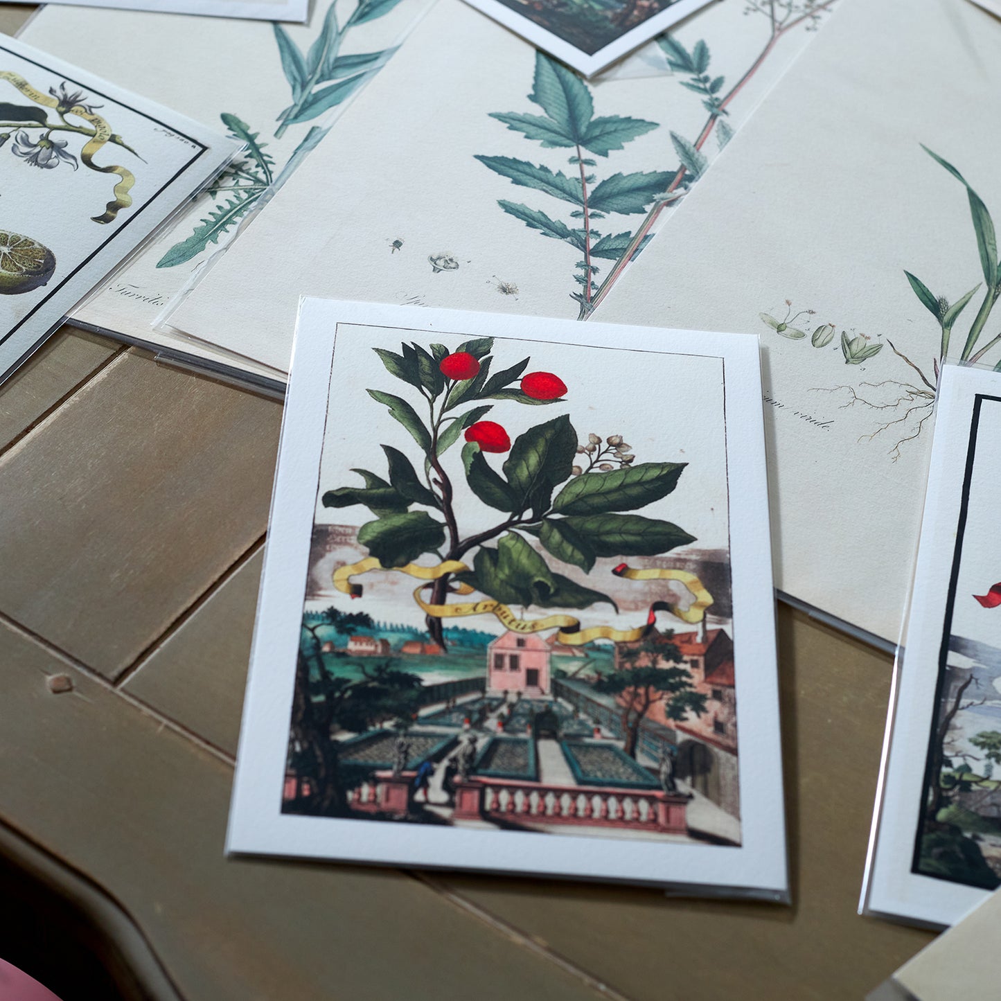 Limon Della Costa Grofso  Giclée Print