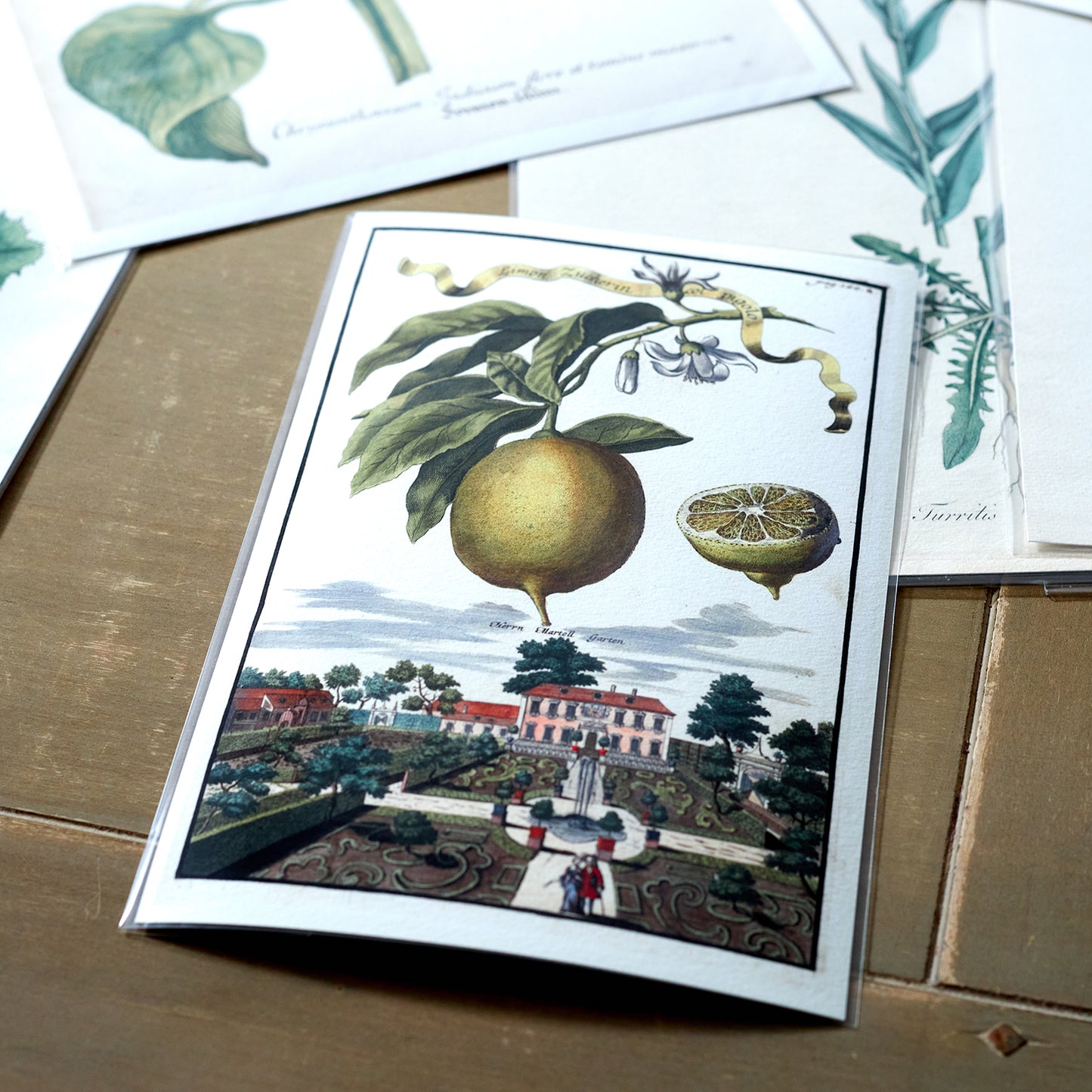 Limon Della Costa Grofso  Giclée Print