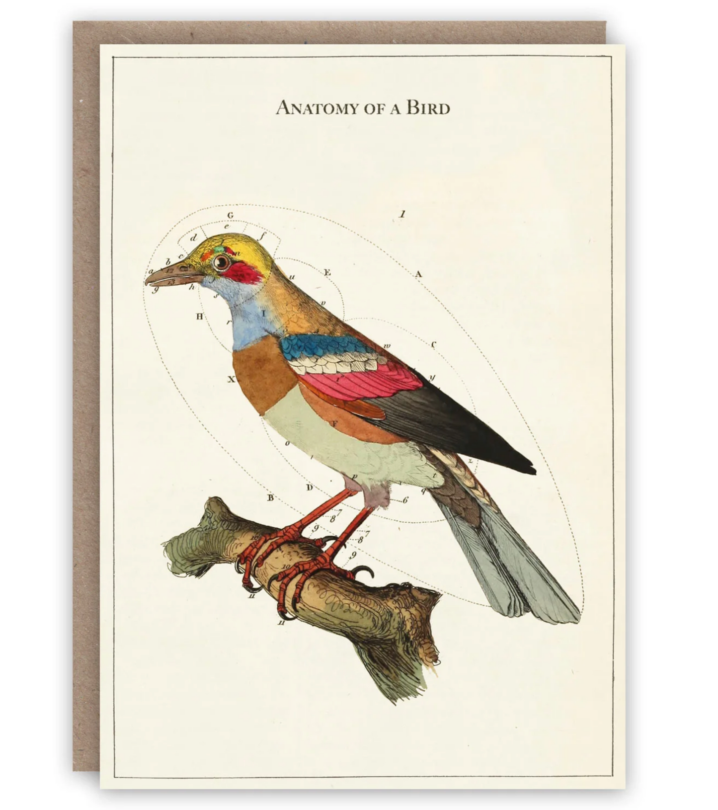 Anatomy of a Bird - Greeting Card