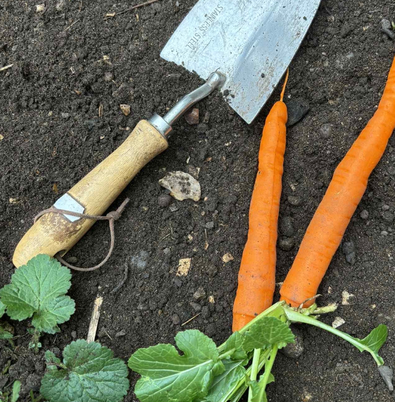 Carrot Dinner Candle