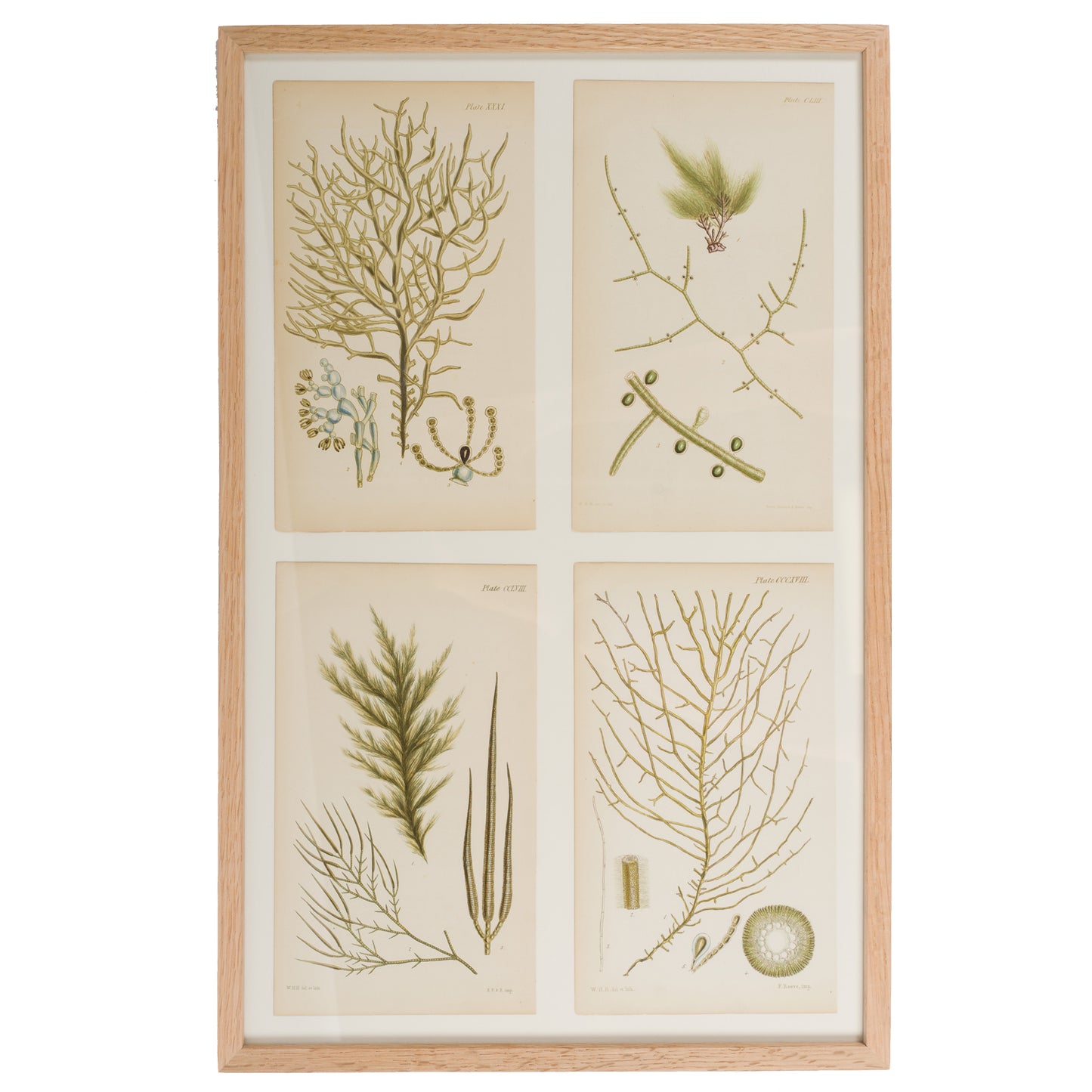 Harvey, William 1846. Hand Col Green/Olive Seaweed Prints