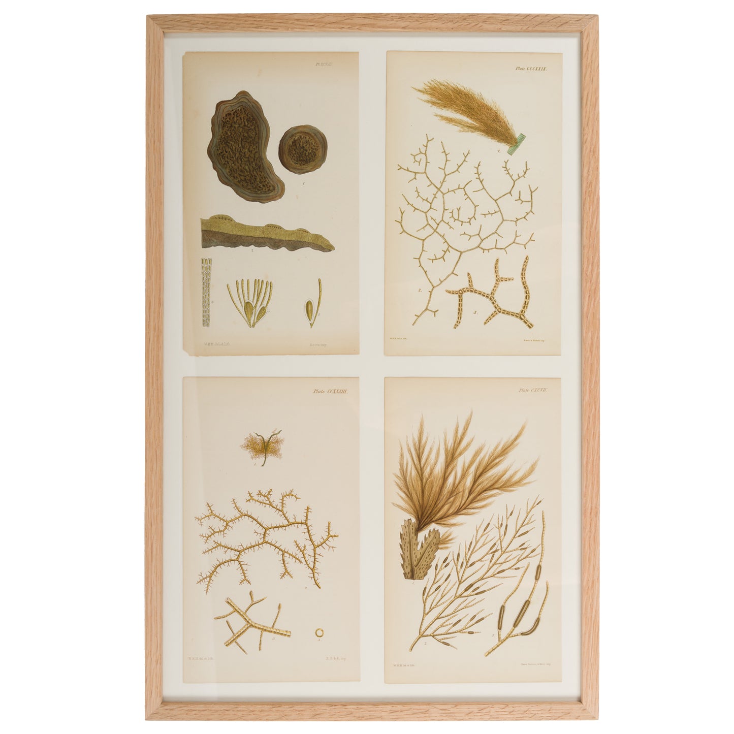 Harvey, William 1846. Hand Col Green/Olive Seaweed Prints