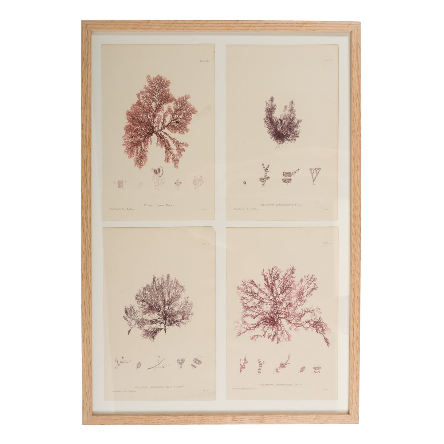 Bradbury, Henry 1859 Set of 4 Red Nature Printed Seaweed Prints